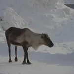 Evenes Fjordhotel 3*