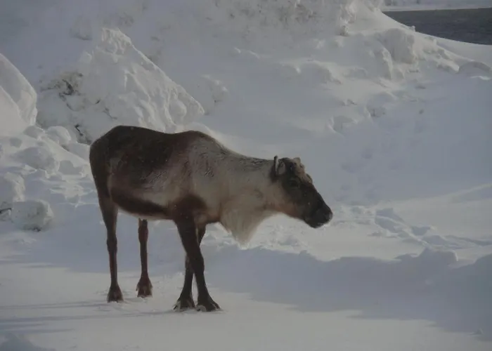 Evenes Fjordhotel 3*